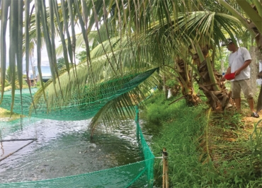 da nang  muon giau nuoi ca muon kha cung nuoi ca