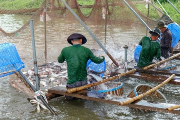 nhin lai vu kien ca tra basa